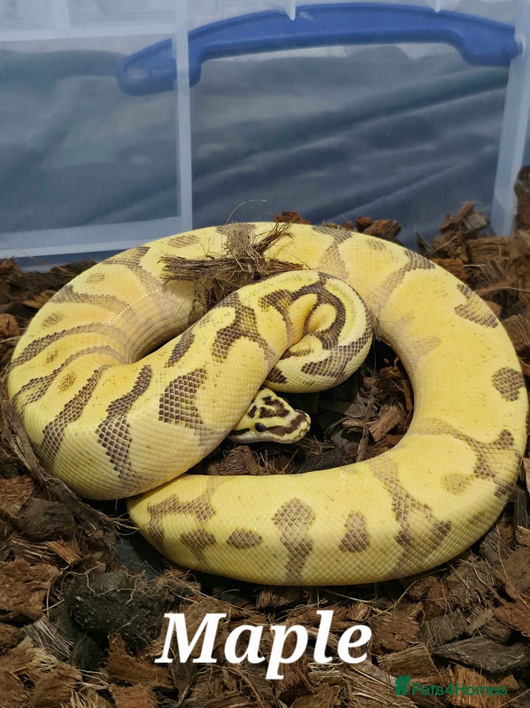Python Snake reptiles for sale: Royal pythons for sale - Image 2