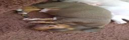 Miniature Dachshund dogs for sale: Beautiful litter of miniature dachshunds.9weeksold - Advert 20