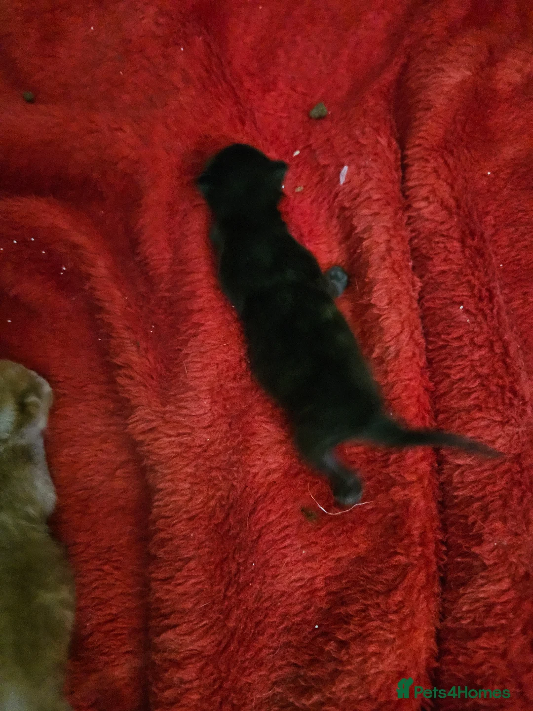 Mixed Breed cats for sale: Persain X Domestic kittens  - Advert 18