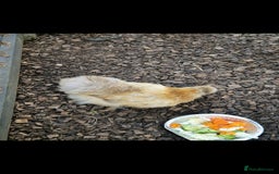 Chickens poultry for sale: 8 -9 month old laying silkie hens - Image 3