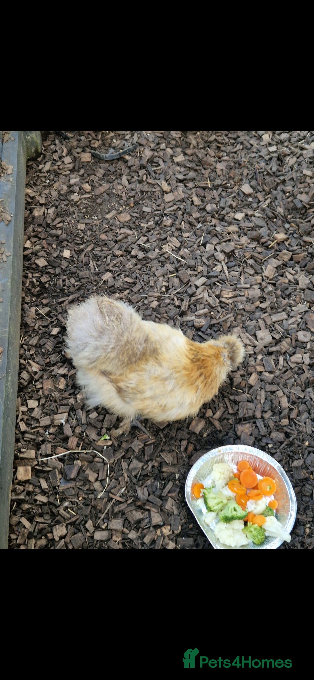 Chickens poultry for sale: 8 -9 month old laying silkie hens - Image 3