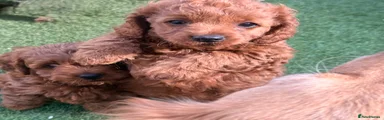 Cockapoo Puppy 4