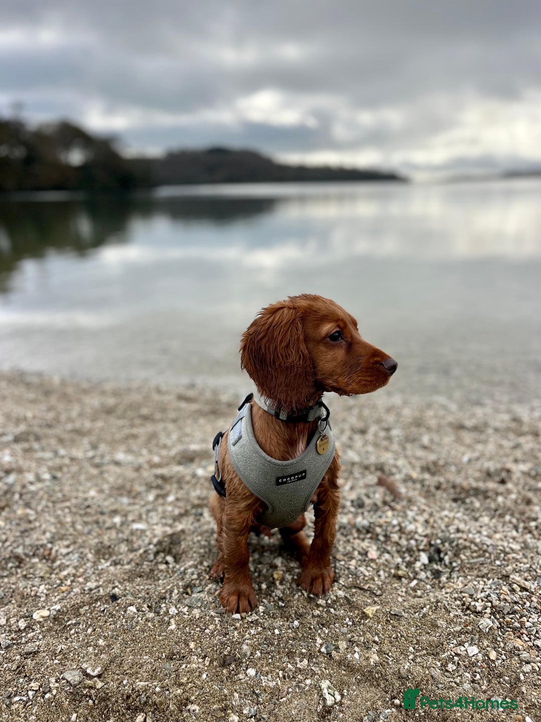 Cocker Spaniel dogs for stud: Working Red Cocker Spaniel Stud - Image 7