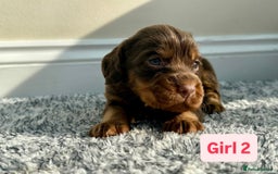 Cocker Spaniel dogs for sale: KC Reg Health Tested Working Cocker Spaniels - Image 5