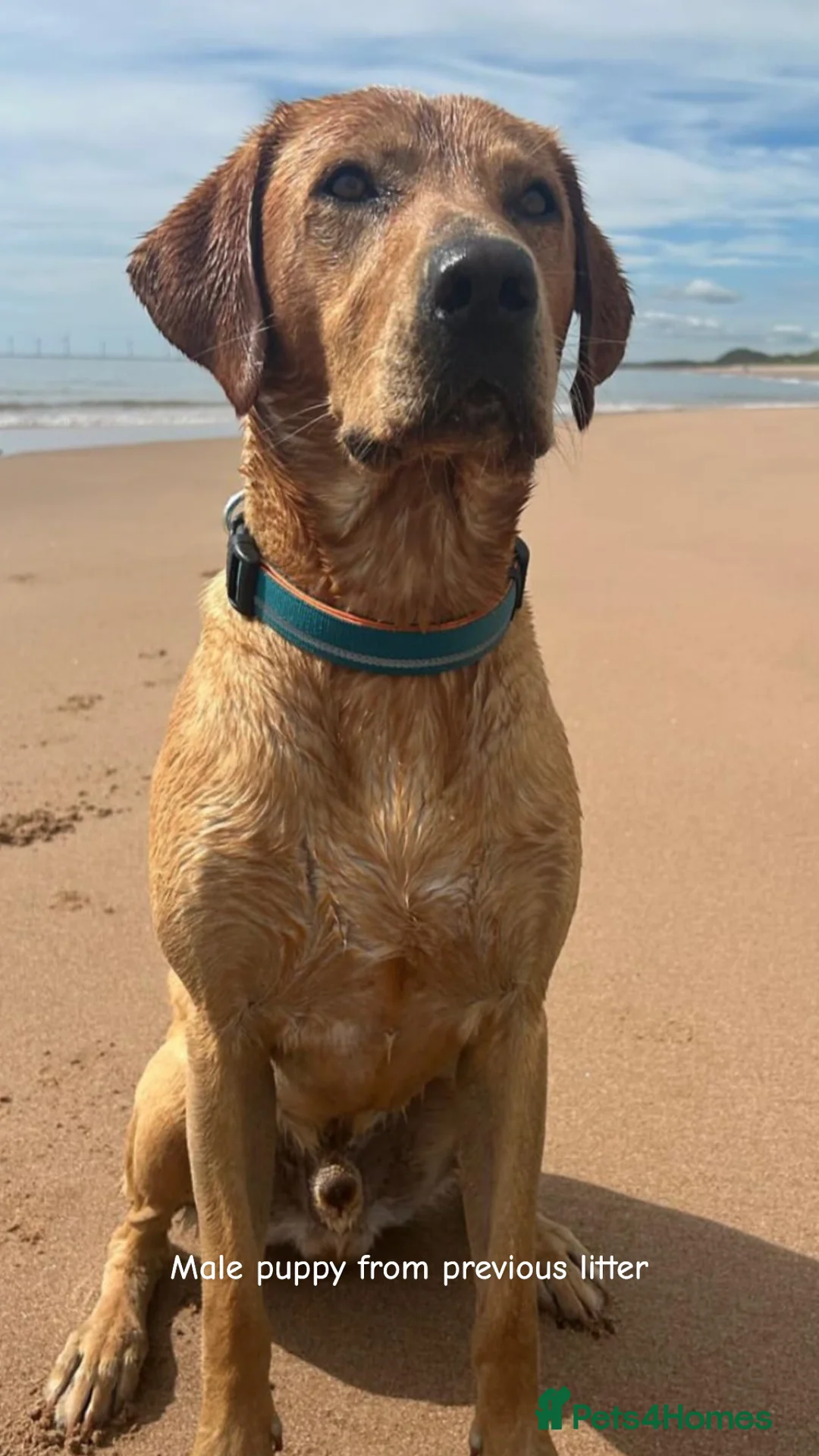 Labrador Retriever dogs for stud: 🌟 Kennel Club Registered Proven Labrador Stud 🌟 in Dundee - Advert 24