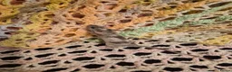 Mouse rodents for sale: 3 Cute Female Baby Fancy Mice - Advert 4