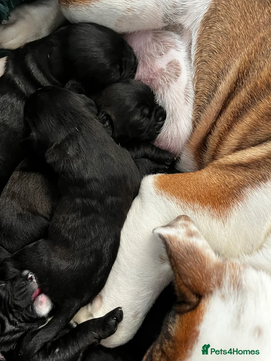 Mixed Breed dogs for sale: Old Tyme English bulldog x poodles “Boodle”pups  - Advert 6