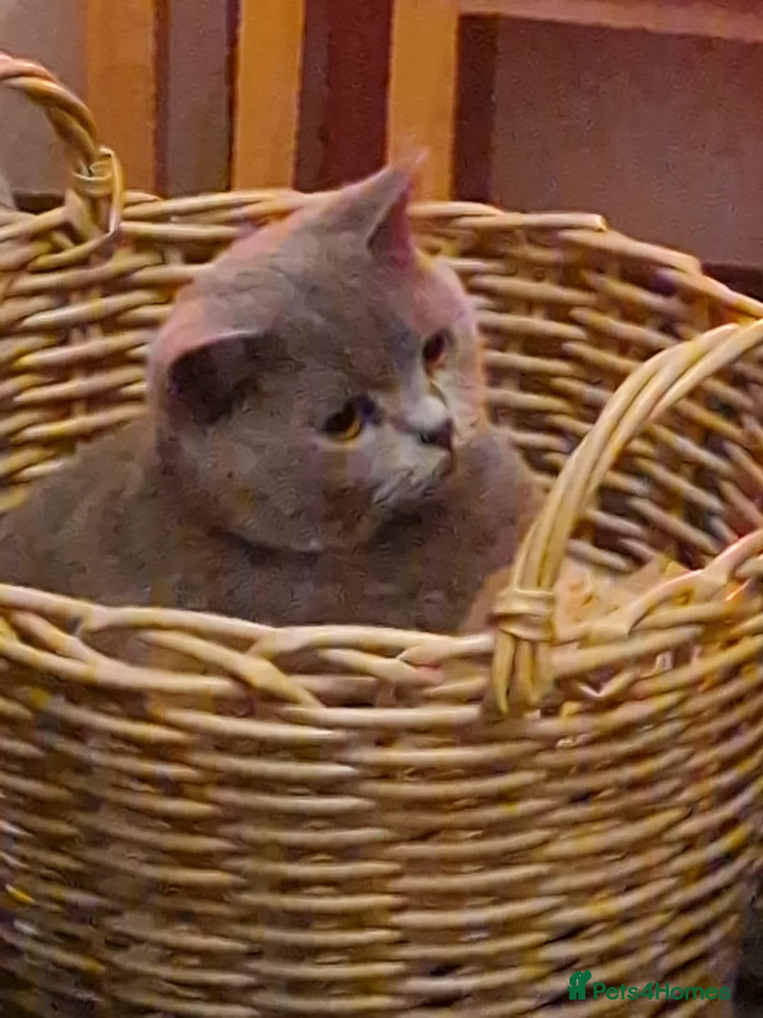 British Shorthair cats for sale: Sully our British shorthair Boy - Advert 11