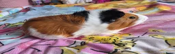Guinea Pig rodents for sale: 2 Male Guinea Pigs Complete Set Up in Gloucester - Advert 4
