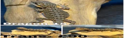 Bearded Dragon reptiles for sale: Bearded Dragons Ready To Reserve - Advert 15