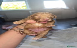 Cocker Spaniel dogs for sale: 7 beautiful cocker spaniel puppies 🩷💙 - Advert 2