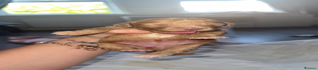 Cocker Spaniel Puppy 4