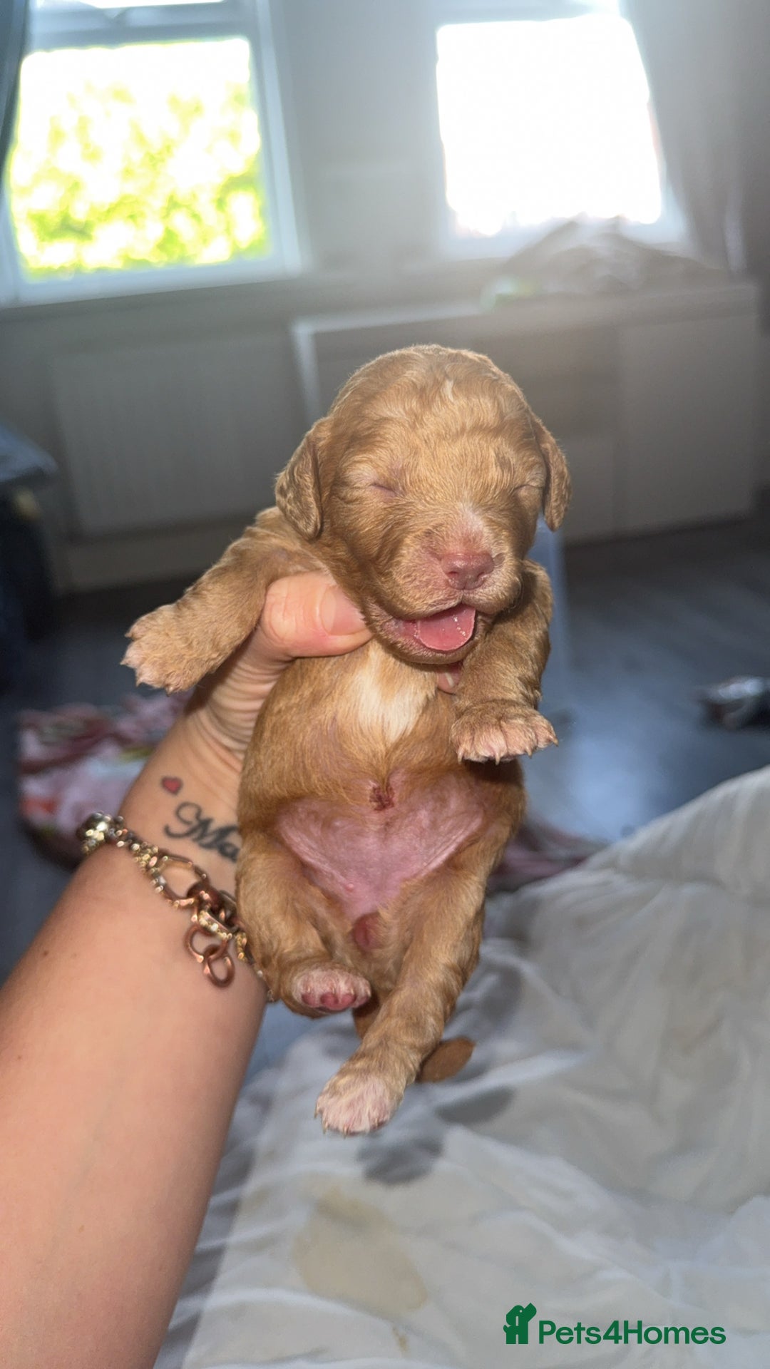 Cocker Spaniel dogs for sale: 7 beautiful cocker spaniel puppies 🩷💙 - Advert 2