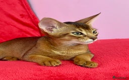 Abyssinian cats for sale: Beautiful Abyssinian Kittens- Raised with Love - Image 10