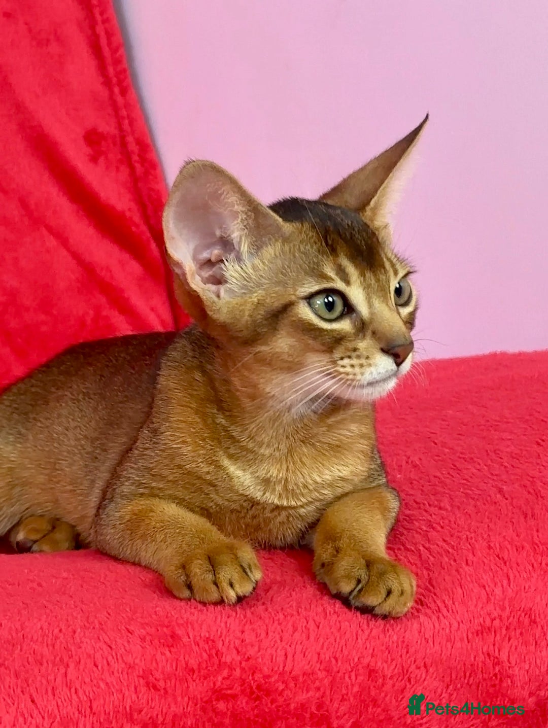 Abyssinian cats for sale: Beautiful Abyssinian Kittens- Raised with Love - Image 10