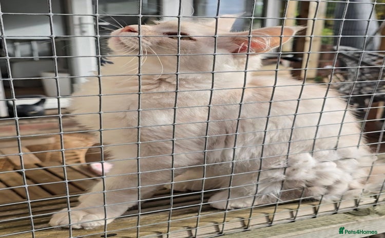 Maine Coon cats in Rotherham - Advert 4