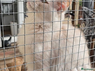 Maine Coon cats VARIOUS FULL PEDIGREE MAINE COON KITTENS FOR SALE in Rotherham - Advert 6