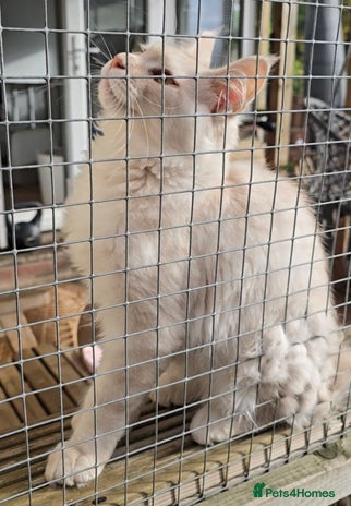 Maine Coon cats in Rotherham - Advert 4