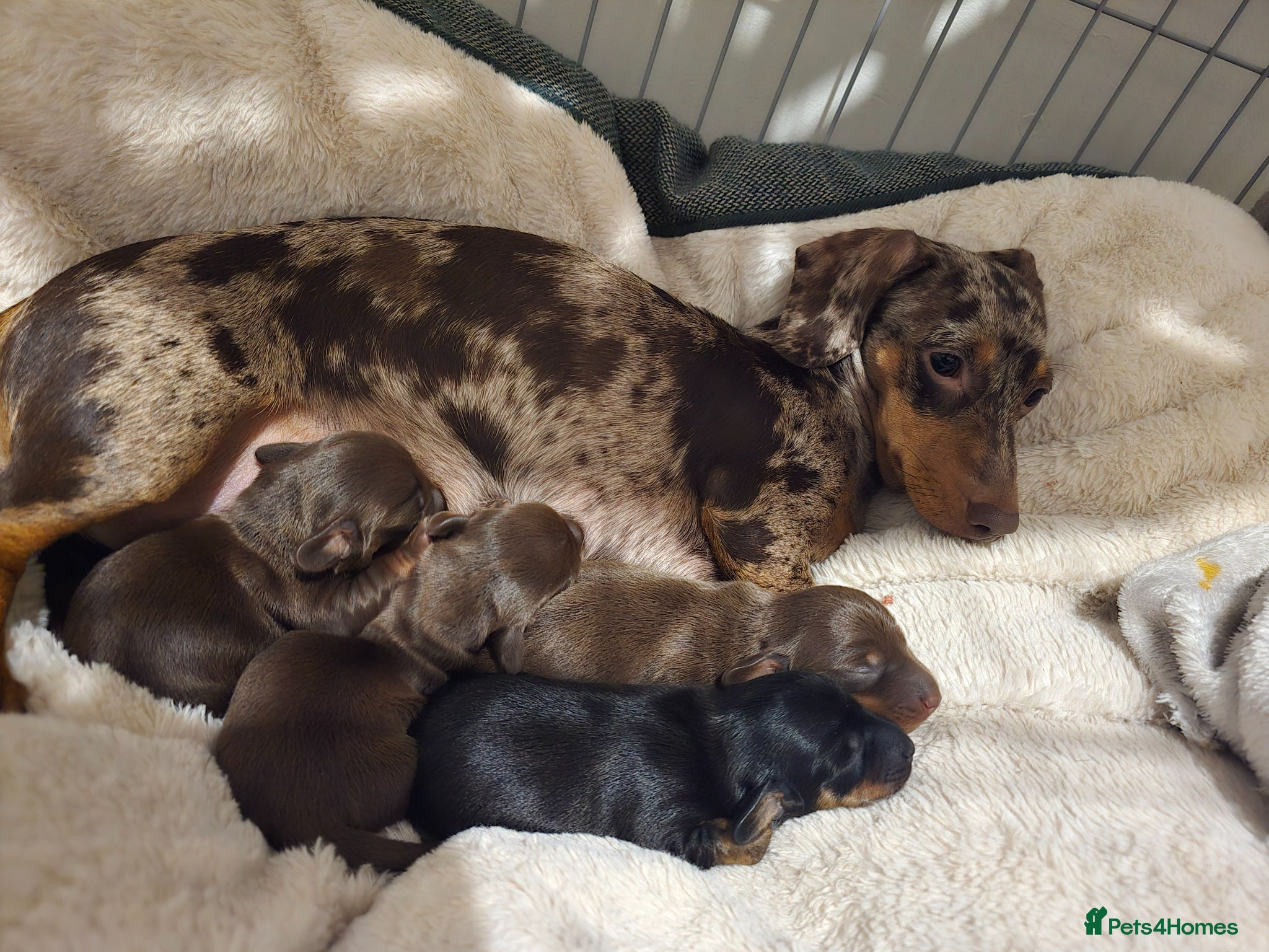 Miniature Dachshund dogs Miniature dachshund  - Advert 1