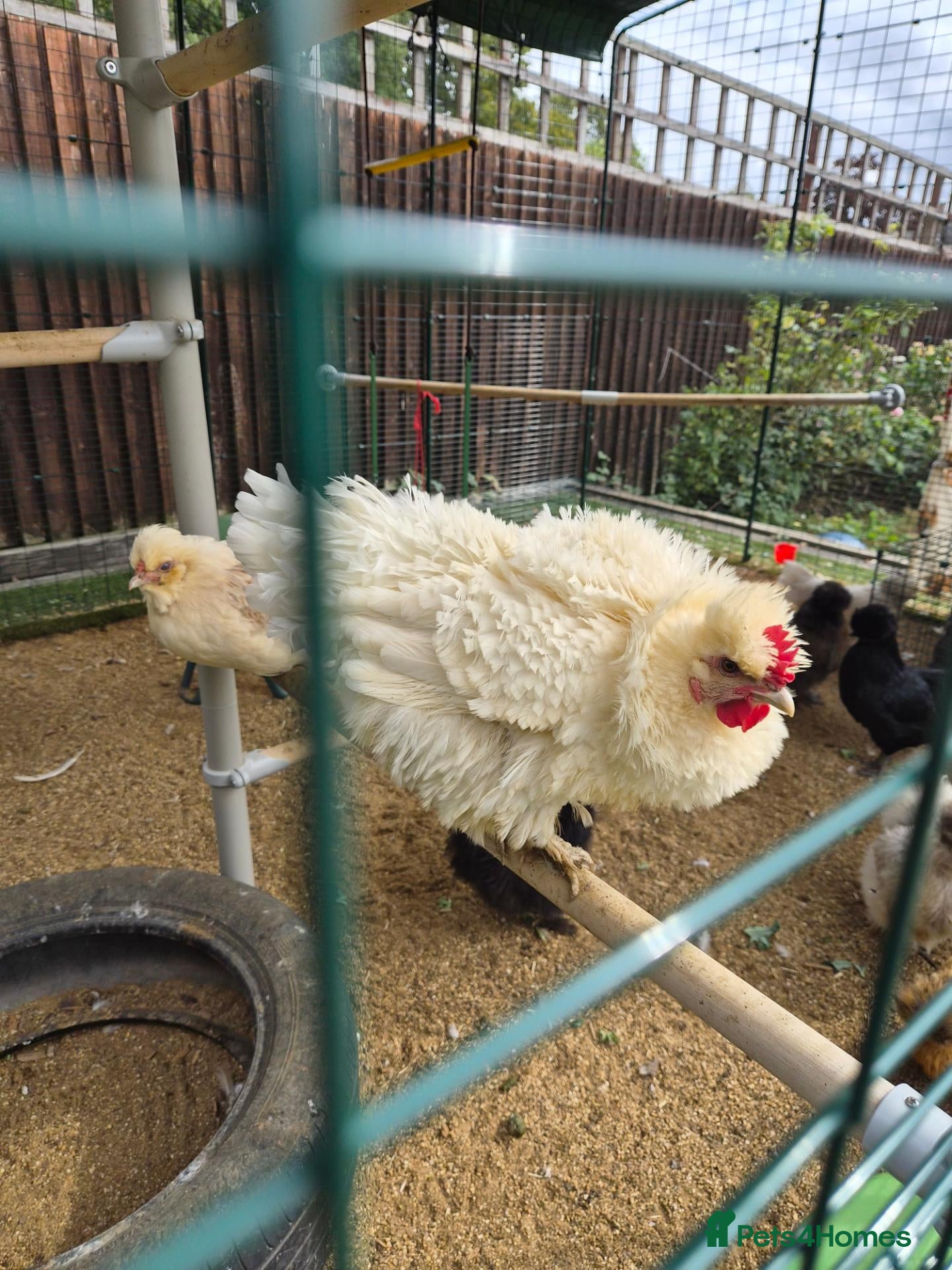 Chickens poultry X2 laying hens  - Advert 1