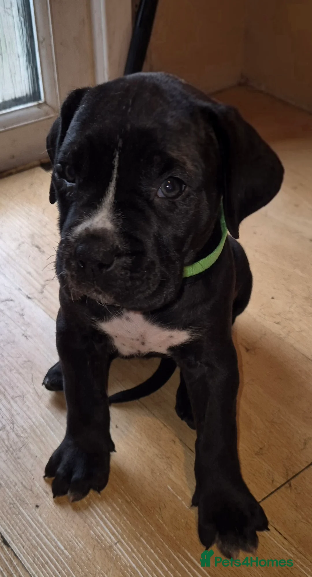 Cane Corso dogs for sale: Cane Corso Puppies for sale in Daventry - Advert 2