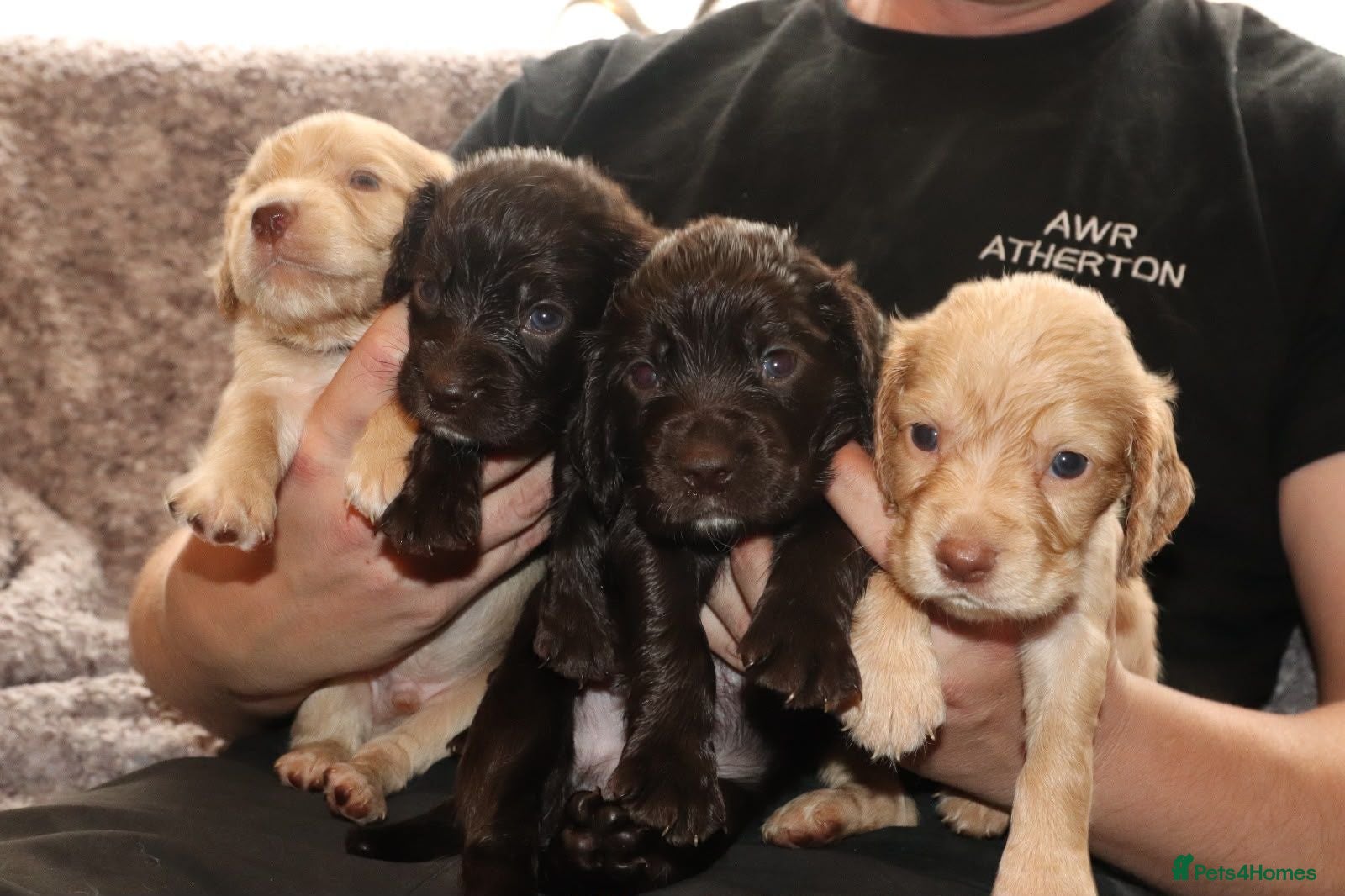 Cocker Spaniel dogs Stunning working cocker spaniel puppys - Advert 1