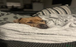 Mixed Breed dogs for sale: Mastiff x staff male  - Image 2