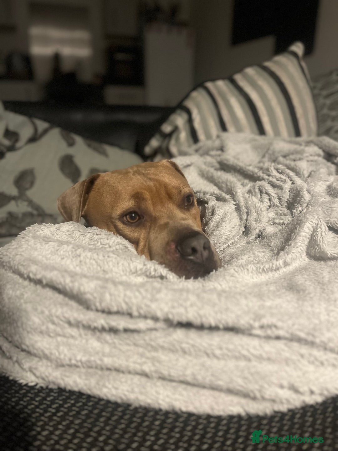 Mixed Breed dogs for sale: Mastiff x staff male  - Image 2