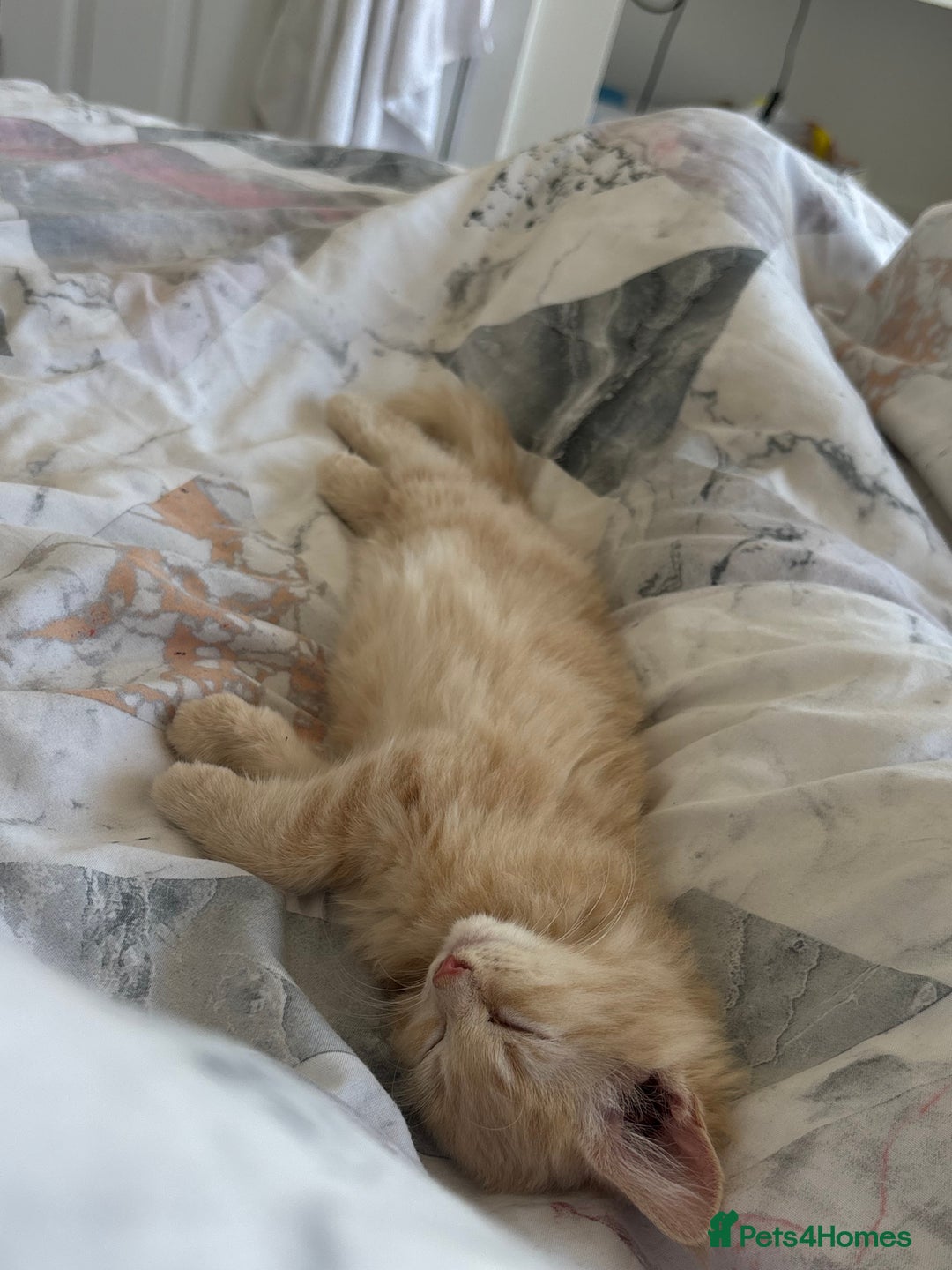 Ragdoll cats for sale: ragdoll cross boy for sale - Image 2