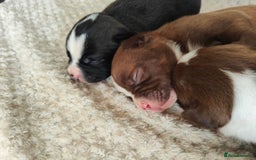 Mixed Breed dogs for sale: Olde English Bulldogge/Staffy bull Collie mix - Image 7