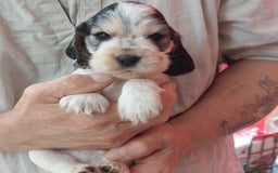 Cocker Spaniel dogs for sale: Kc Reg show type cocker spaniel puppies  - Image 19