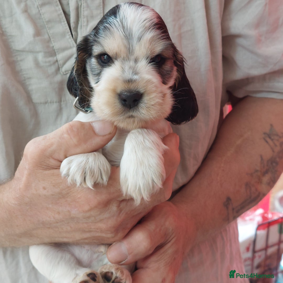Cocker Spaniel dogs for sale: Kc Reg show type cocker spaniel puppies  - Image 19
