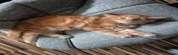 Maine Coon cats for sale: Gccf Pedigree Maine Coon kittens in Yeovil - Advert 7