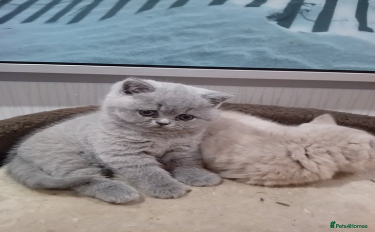 British Shorthair cats - Advert 16