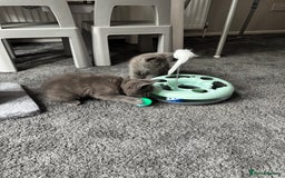 British Shorthair cats for sale: Two Blue British Short Hair Kittens  - Image 5