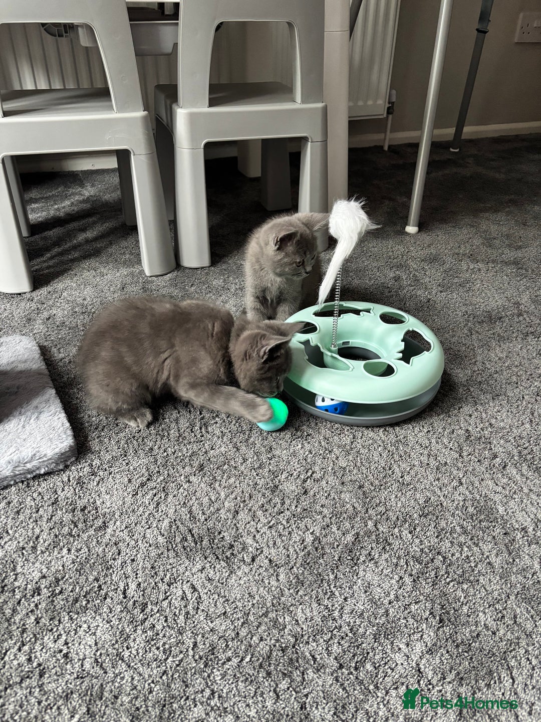British Shorthair cats for sale: Two Blue British Short Hair Kittens  - Image 5