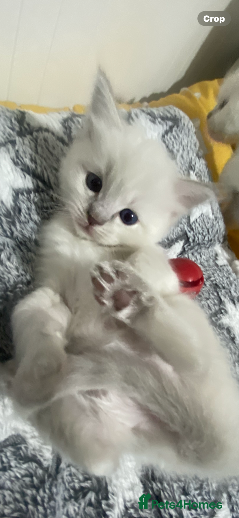 Ragdoll cats Ready to view this weekend! - Advert 1