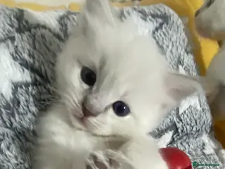 Ragdoll cats Ready to view this weekend! - Advert 1