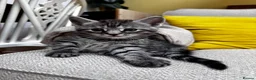 Maine Coon cats for sale: 5 Maine Coon kittens looking for their homes 🐾 - Advert 7