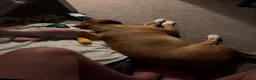 Mixed Breed dogs for sale: Beautiful 8-Month Staffy Cross Puppy  in Bristol - Advert 6