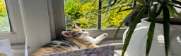 Mixed Breed cats for sale: 😺cute kittens ready for New Homes😺 - Advert 4