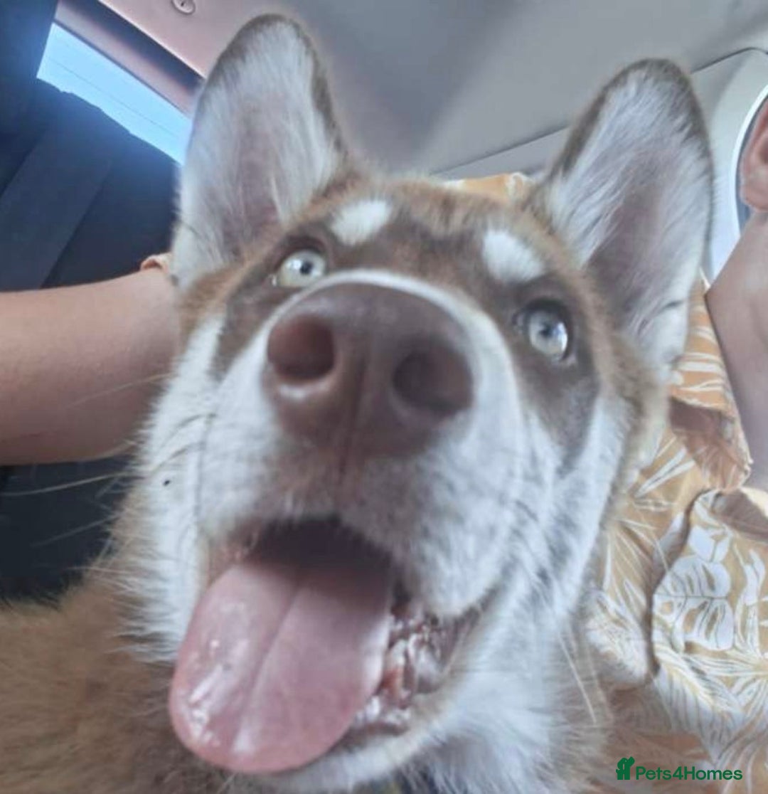 Siberian Husky dogs for sale: Brown Siberian Husky - Advert 3