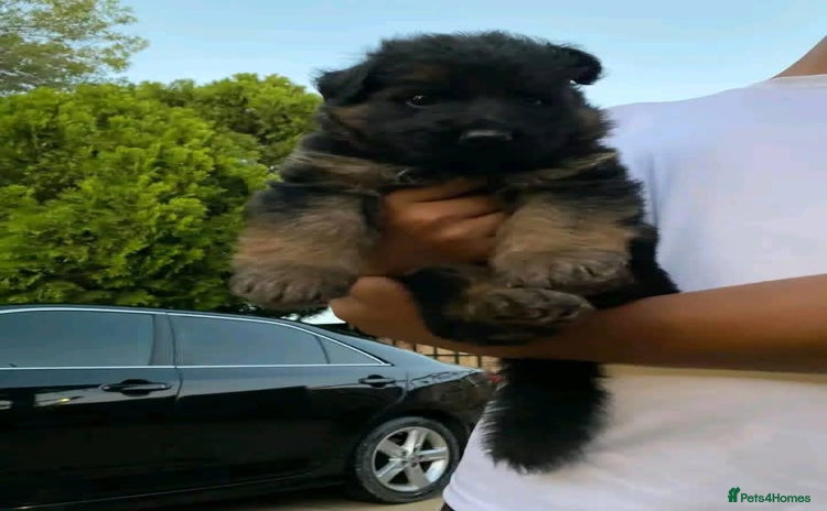 German Shepherd dogs - Advert 8