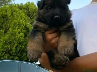 German Shepherd dogs for sale - Advert 1