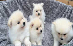 Pomeranian dogs for sale: Pomeranian Puppys £1250 All Female's  - Image 2