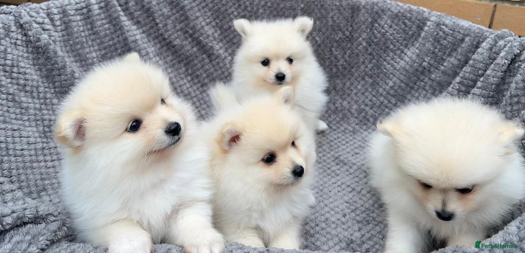 Pomeranian dogs for sale: Pomeranian Puppys £1250 All Female's  - Image 2