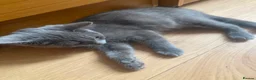 Ragdoll cats for sale: Ragdoll x kittens - Advert 11