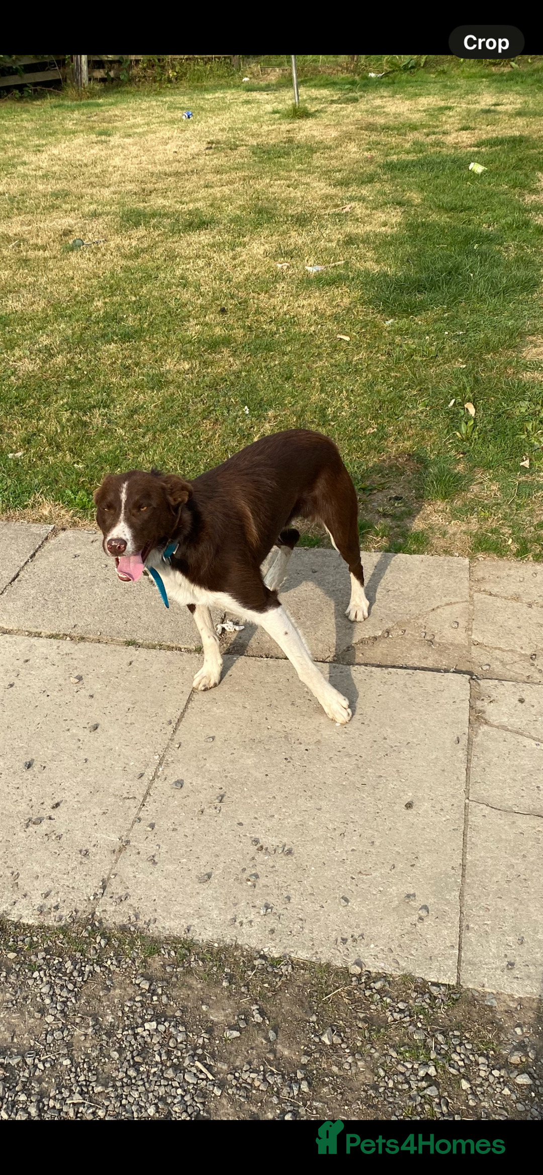 Border Collie dogs for sale: Gorgeous Sheep Dog Pups  - Advert 4