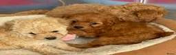 Toy Poodle dogs for sale: The cutest Toy poodle puppies - Advert 7