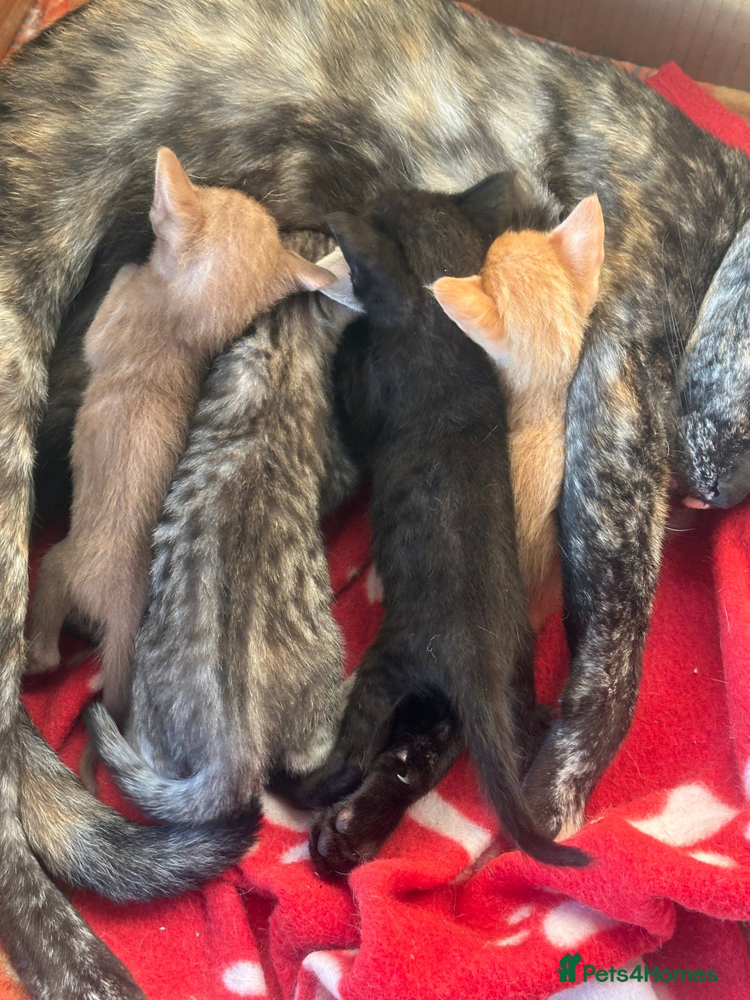 Mixed Breed cats for sale: Amazing Half Bengals !!! - Advert 2